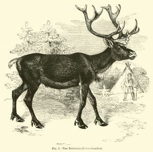 El reno, Cervus tarandus