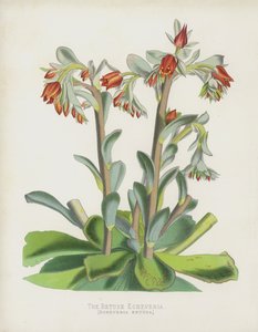 La Echeverria Retusa, Echeverria Retusa