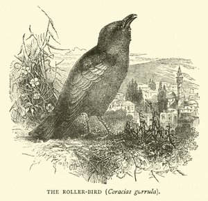 El pájaro rodador, Coracias garrula