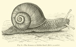 El caracol romano o comestible (Helix pomatia)