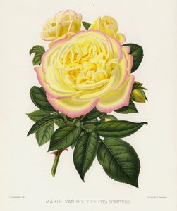 El jardín de rosas: Marie Van Houtte, perfumada de té de English School