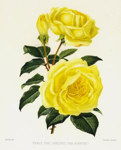 El jardín de rosas: Perle Des Jardins, con aroma a té de English School