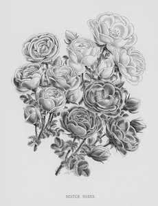 El jardín de rosas: Rosas escocesas de English School