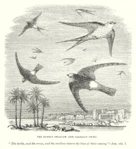 La golondrina rufo y el vencejo galileo (grabado) de English School