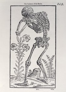 El esqueleto de la espalda, lámina de The Historie of Man publicada por John Banister (1540-1610), 1578