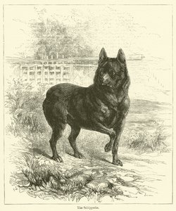 El Schipperke de English School