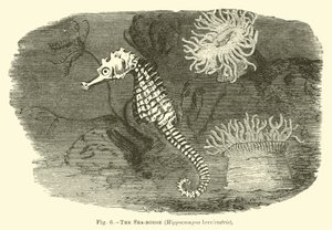 El caballito de mar, Hippocampus brevirostris