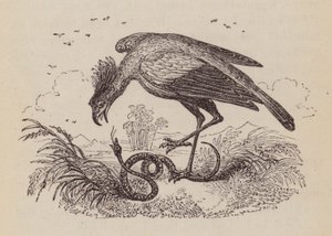 El pájaro secretario (grabado) de English School