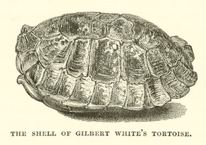 El caparazón de la tortuga de Gilbert White (grabado)