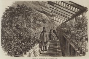 La exhibición de camelias en el vivero de Vauxhall de English School