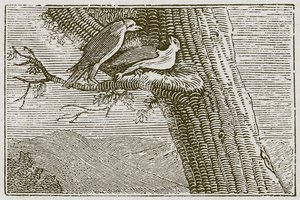 La cometa enferma (grabado) de English School