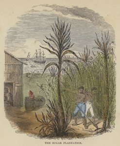 La Plantación de Azúcar