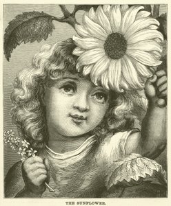 El girasol (grabado)