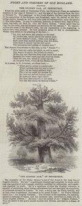 El Roble de Sídney, en Penshurst (grabado) de English School