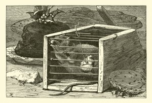El ratón ladrón de English School
