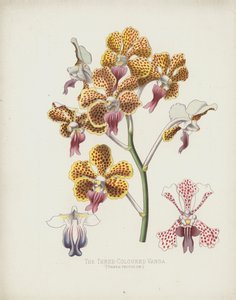 La Vanda Tricolor, Vanda Tricolor