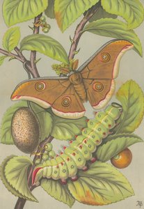 El gusano de seda Tussar de la India (litografía en color) de English School