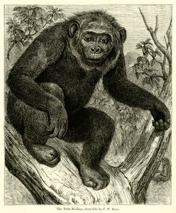 Los monos gemelos, de la vida de English School