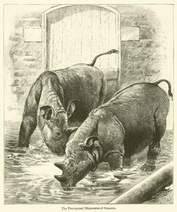 El rinoceronte de dos cuernos de Sumatra de English School