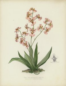 El Oncidio Variegado, Oncidium Variegatum