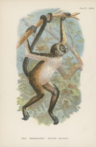El mono araña variado de English School
