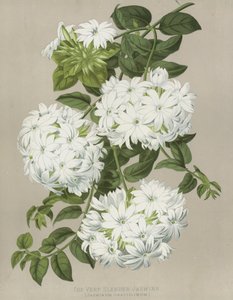 El jazmín muy delgado, Jasminum Gracillimum de English School