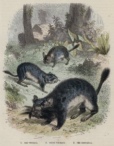 La Viscacha, Joven Viscacha, La Chinchilla de English School