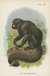 El saki de nariz blanca de English School