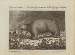 El oso blanco