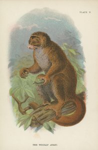 El avahi lanudo