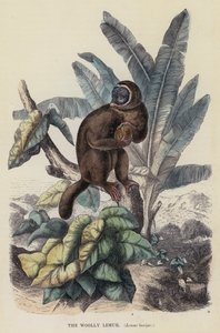 El lémur lanudo, Lemur laniger de English School
