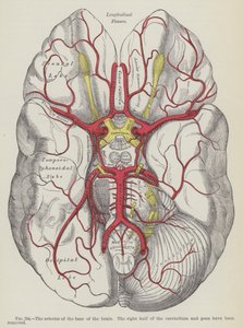 Las arterias de la base del cerebro de English School