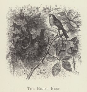 El nido de pájaros de English School