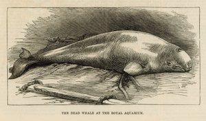 La ballena muerta en el Acuario Real