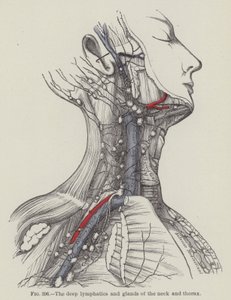 Los Linfáticos Profundos y Glándulas del Cuello y Tórax de English School