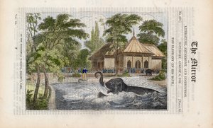 El elefante en su baño en el zoológico de Regents Park