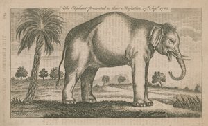 El elefante presentado a Sus Majestades