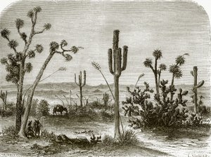 El cereus gigante de English School
