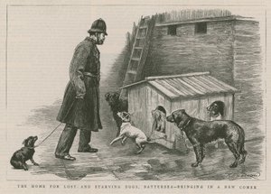 El hogar para perros perdidos y hambrientos de English School