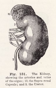 El riñón, mostrando las arterias y venas del órgano (grabado) de English School