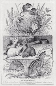 La familia de los ratones de English School