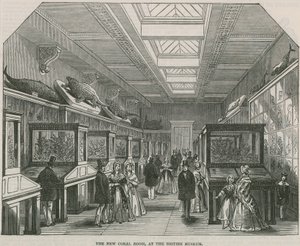La nueva Sala de Coral en el Museo Británico de English School