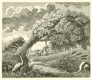 El roble y la caña (grabado)