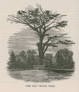 El viejo cedro, Holland House