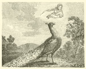 La queja del pavo real (grabado)
