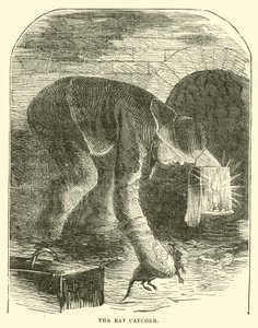 El cazador de ratas de English School