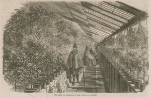 Exposición de camelias en el Vivero de Vauxhall de English School