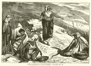 "Lo recogían cada mañana", Éxodo, xvi, 21