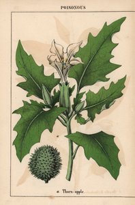 Manzano espinoso de flores blancas y frutos espinosos.   , de "The Instructive Picturebook, or Lessons from the Vegetable World", [Charlotte Mary Yonge], Edimburgo