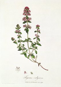 Tomillo, Thymus vulgaris, publicado por el Dr. Woodville